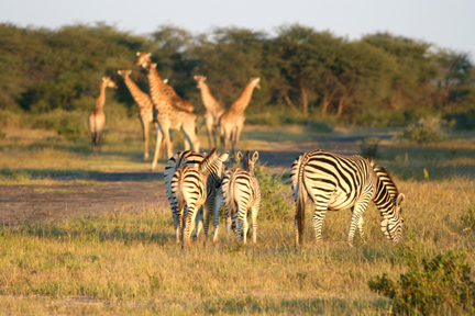 giraffe and zebra